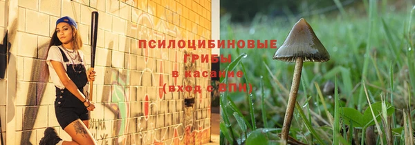 прущие грибы Абинск